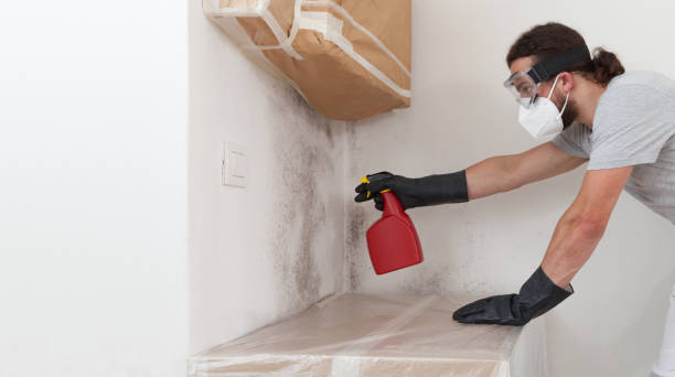 Professional Black Mold Remediation technician working in Mercer Island, WA