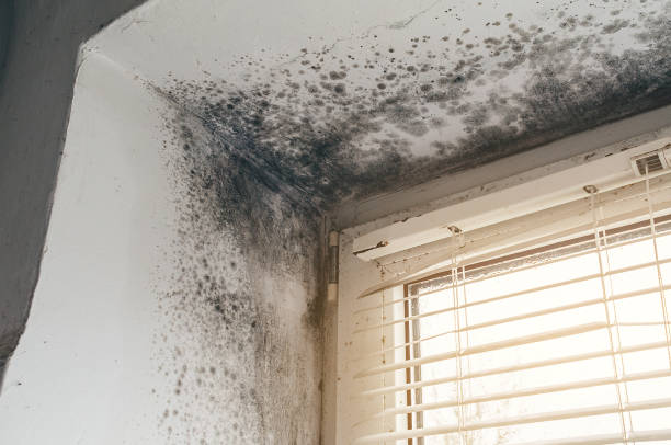 Affordable Black Mold Remediation solutions in Mercer Island, WA